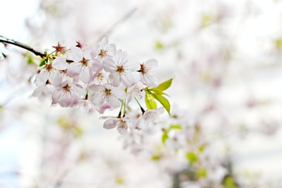 白色和粉红色树鲜花微距镜头
